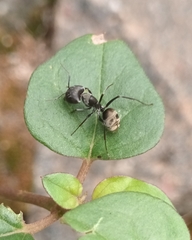 Camponotus parius