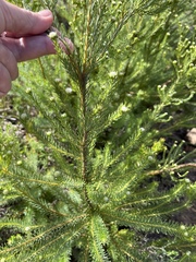 Leucadendron laxum