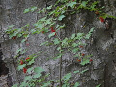 Ribes alpinum