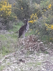 Macropus fuliginosus