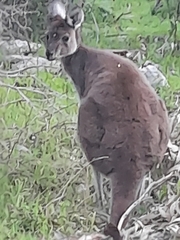 Macropus fuliginosus