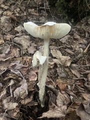 Amanita bisporigera