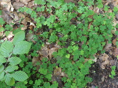 Oxalis acetosella