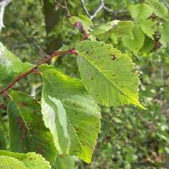 Ulmus minor