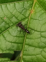 Odontomachus simillimus