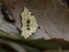 Pseudopanthera himaleyica