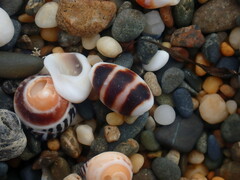 Palmadusta asellus