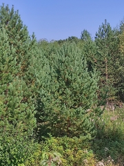 Pinus sylvestris