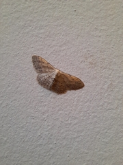 Idaea seriata