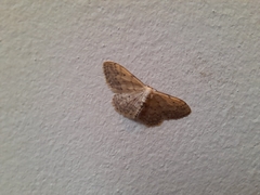 Idaea seriata