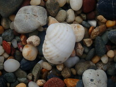 Nerita plicata
