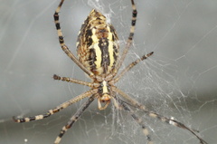 Argiope bruennichi
