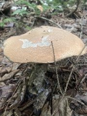 Leccinum aurantiacum