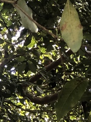 Alisterus scapularis