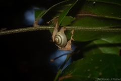 Posorites conscendens