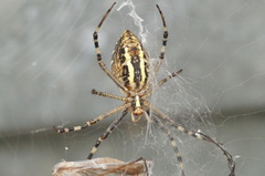 Argiope bruennichi