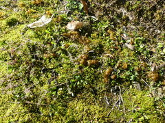 Nostoc commune