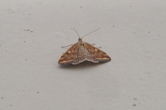 Loxostege sticticalis