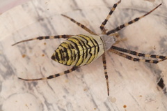 Argiope bruennichi