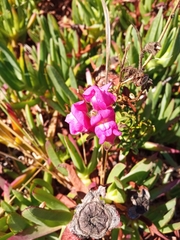 Antirrhinum majus