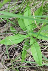 Cirsium arvense vestitum