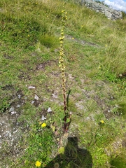 Verbascum nigrum