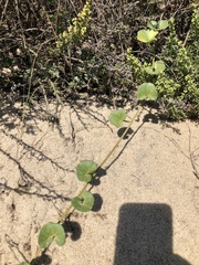 Calystegia soldanella