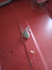 Araneus cavaticus