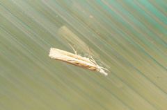 Agriphila selasella