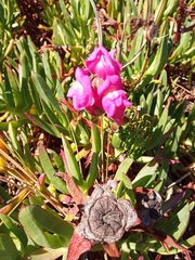 Antirrhinum majus