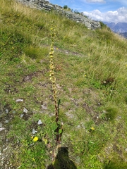Verbascum nigrum