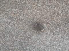 Cryptorhynchus lapathi