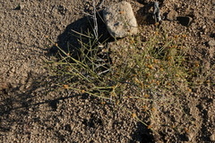Ephedra