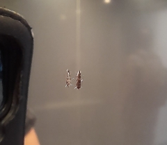 Cameraria ohridella