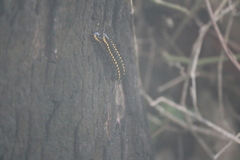 Diplopoda