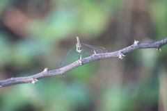 Diplacodes trivialis