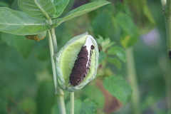 Calotropis gigantea