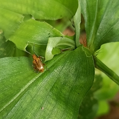 Lemini
