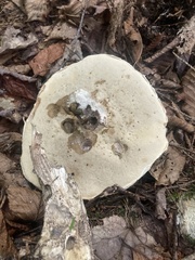Leccinum aurantiacum
