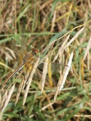 Sympetrum flaveolum
