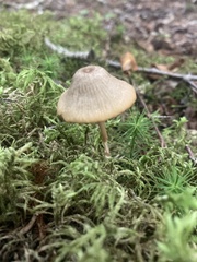 Entoloma strictius