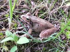 Rana ornativentris
