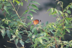 Danaus chrysippus