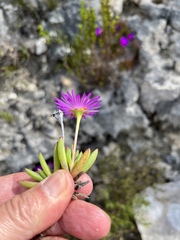 Lampranthus ceriseus