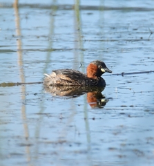Tachybaptus ruficollis capensis