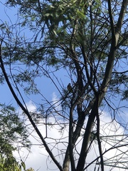 Pachycephala pectoralis