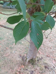 Cerasus