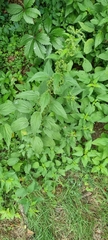 Urtica dioica