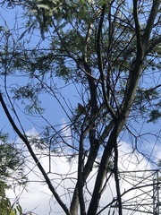 Pachycephala pectoralis