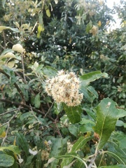 Brachylaena discolor